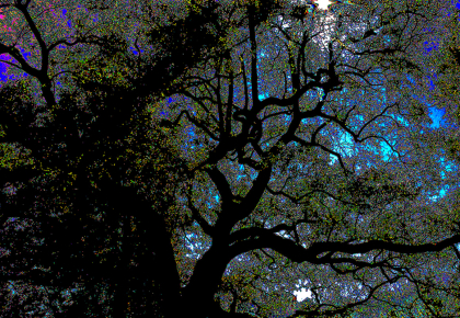 bradleyDusk_web