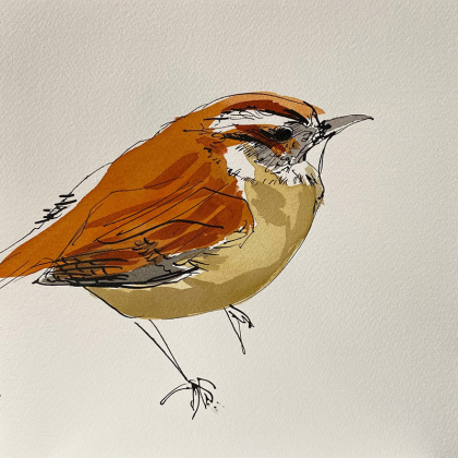 forrestWren_web