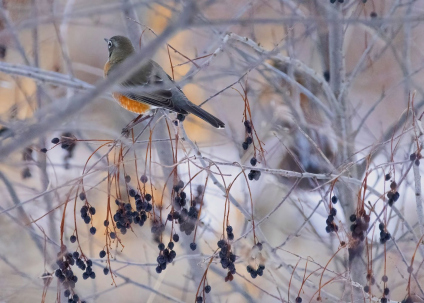 bawdenWinterWeb