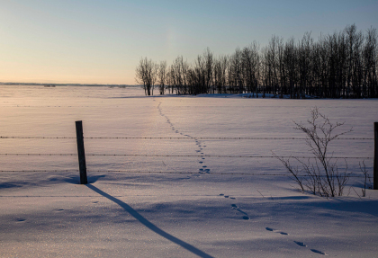 BawdenFootprints